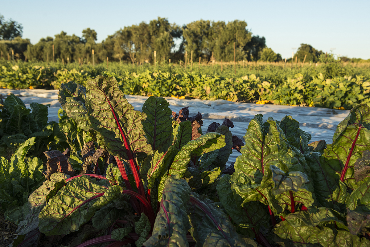 Many small farms like the Market Garden also practice crop rotation, like larger farms do, and use minimal or unconventional pesticides and composting to minimize their environmental impact. Larger farms have been trying to incorporate similar techniques to minimize the rising costs of farming.